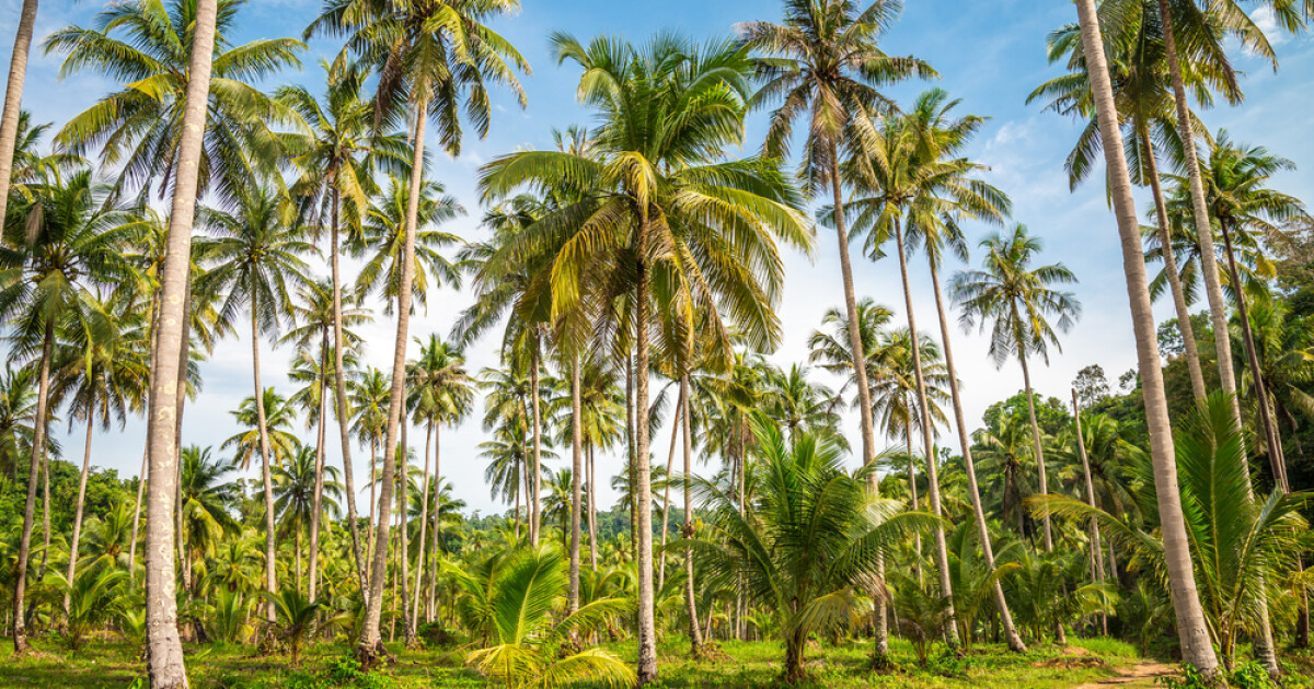 Maldives facing a major coconut shortage Maldives Financial Review