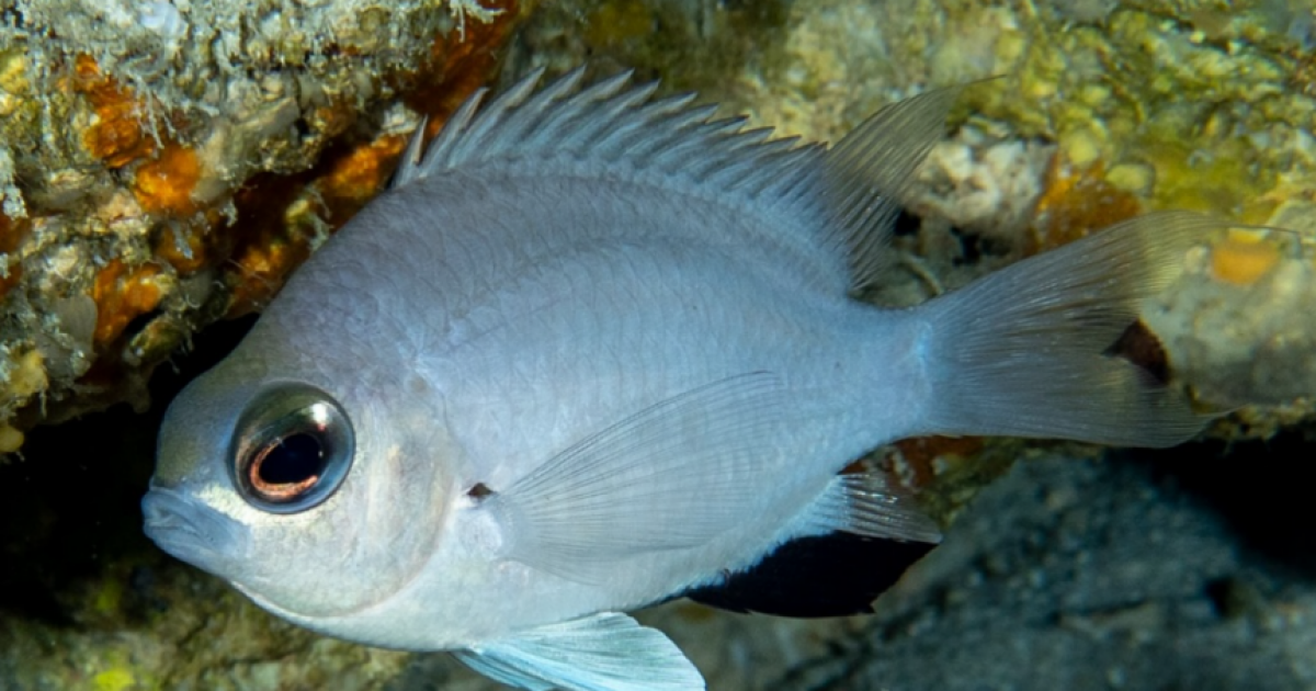 A new species of damselfish discovered in the Maldives - named ‘Chromis ...